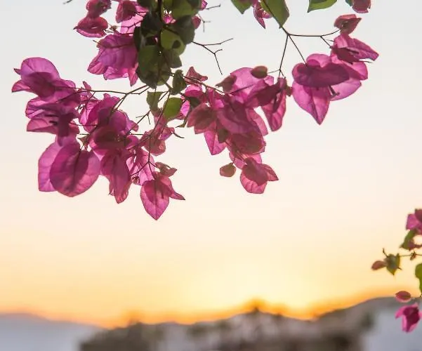 Island House Mare Apartament Mylopotas